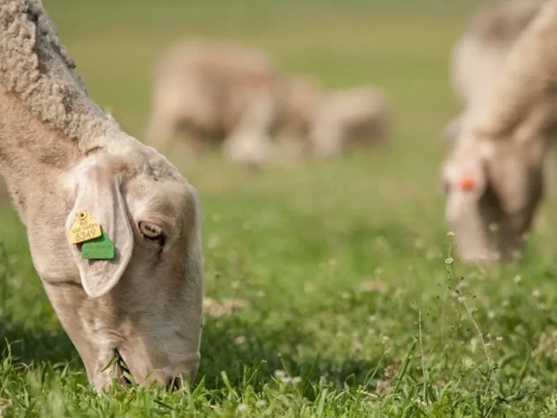 Натурални млечни продукти от овче и краве мляко