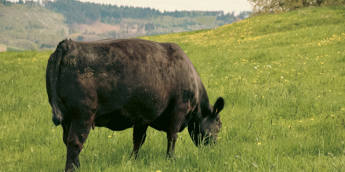 Aberdeen Angus бик Вихър
