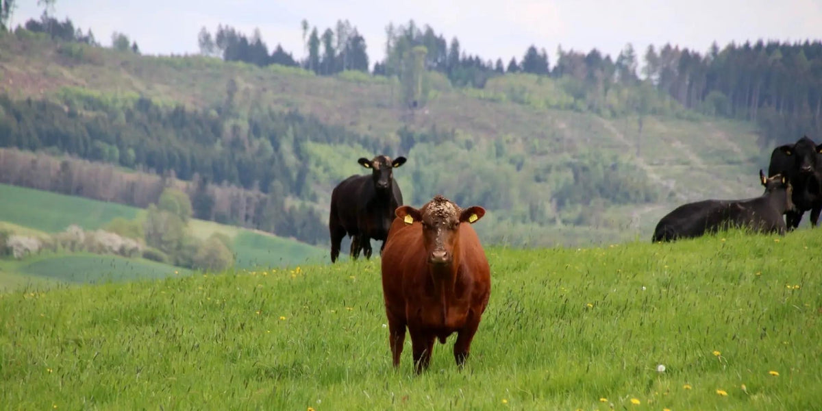 Стадо Aberdeen Angus на пасище