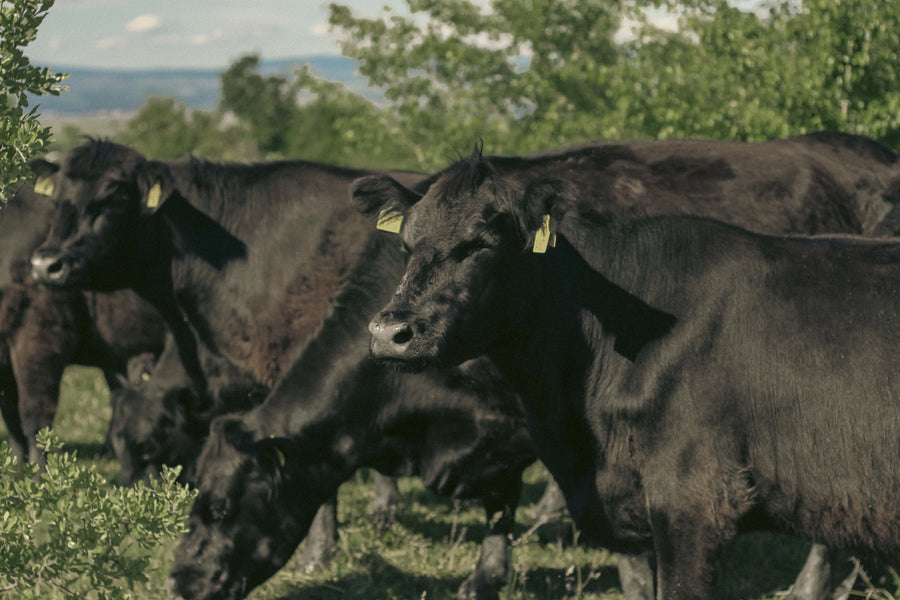 Aberdeen Angus бик Вихър