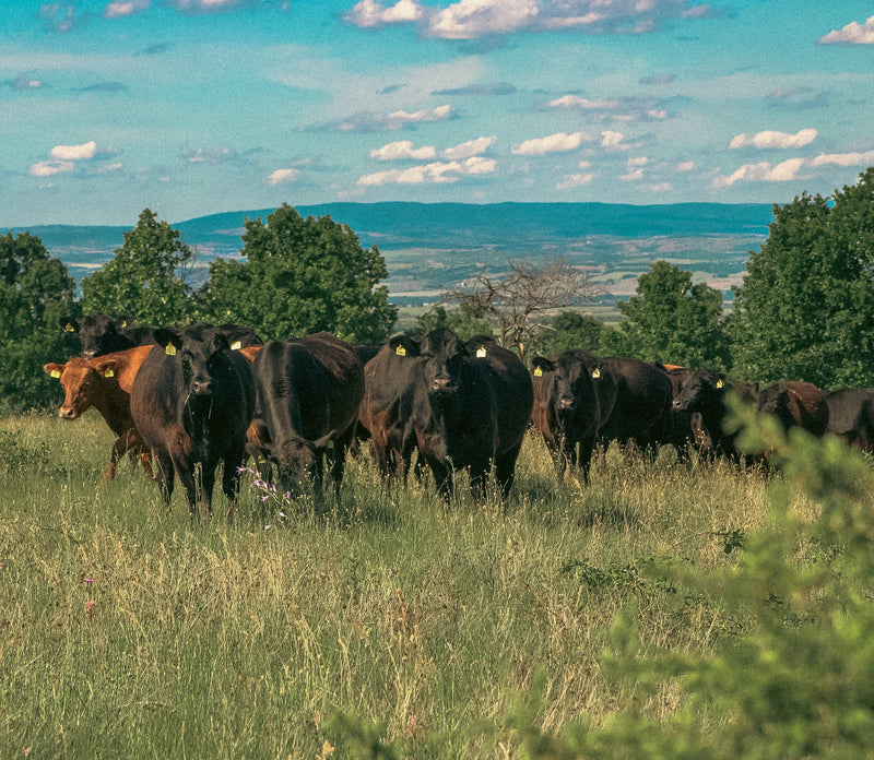 Говеждо Black Angus