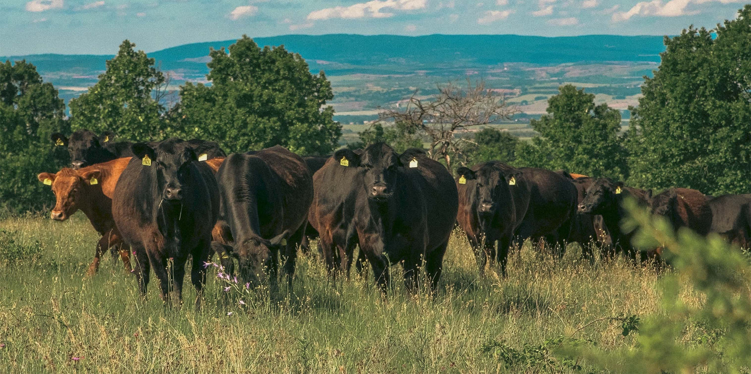 Стадо Aberdeen Angus на пасище